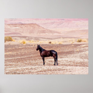 Póster Caballo desierto P8664