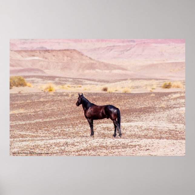 Póster Caballo desierto P8664 (Frente)