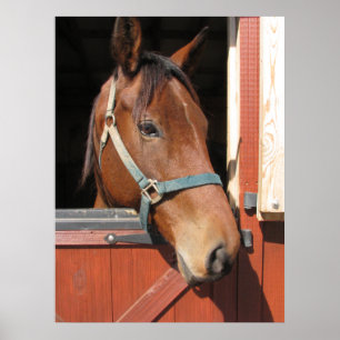 Póster Caballo en Barn