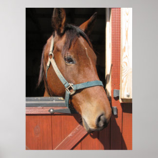 Póster Caballo en Barn