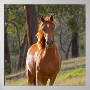 Póster Caballo En El Bosque
