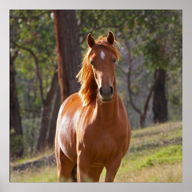 Póster Caballo En El Bosque (Frente)