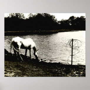 Póster Caballo en el estanque