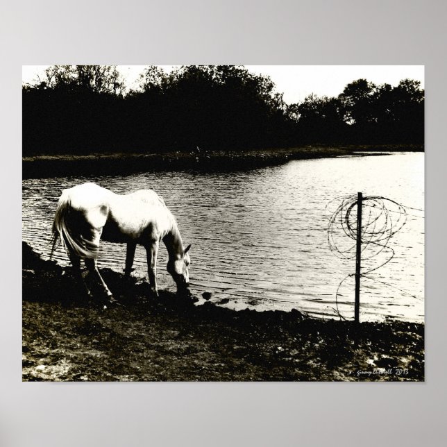 Póster Caballo en el estanque (Frente)
