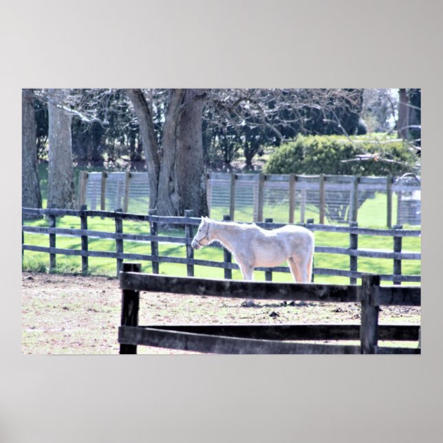 Póster Caballo en el Poster de la granja (Frente)