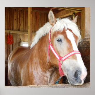 Póster Caballo en el puesto 1