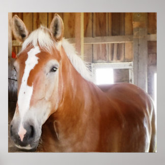 Póster Caballo en el puesto 2