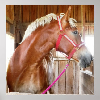 Póster Caballo en el puesto 3