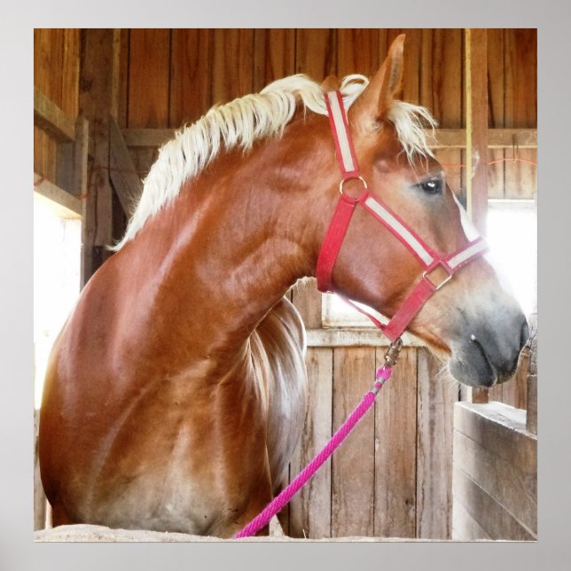 Póster Caballo en el puesto 3 (Frente)