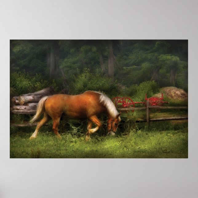 Póster Caballo - En la pradera (Frente)