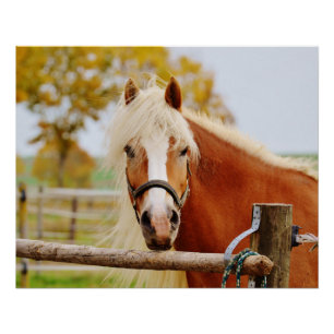 Póster Caballo en la puerta