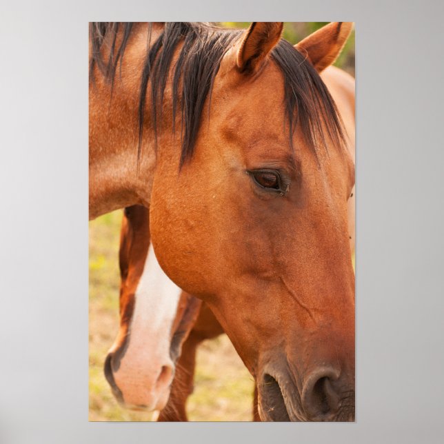 Póster Caballo escondido detrás de caballo (Frente)