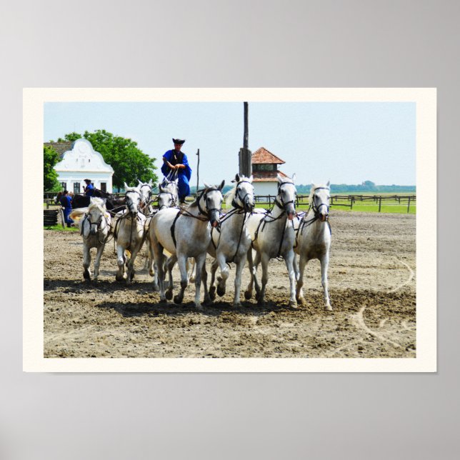 Póster Caballo húngaro (Frente)
