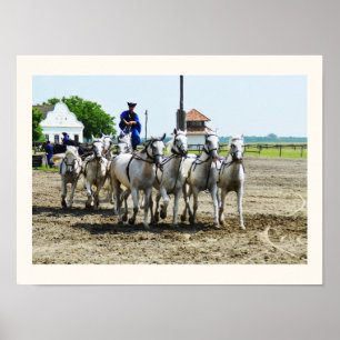Póster Caballo húngaro