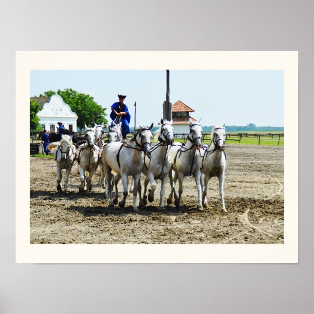 Póster Caballo húngaro (Frente)