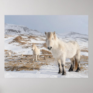 Póster Caballo islandés   Blonduos, Islandia