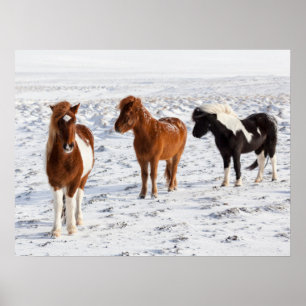 Póster Caballo islandés con pelaje típico de invierno