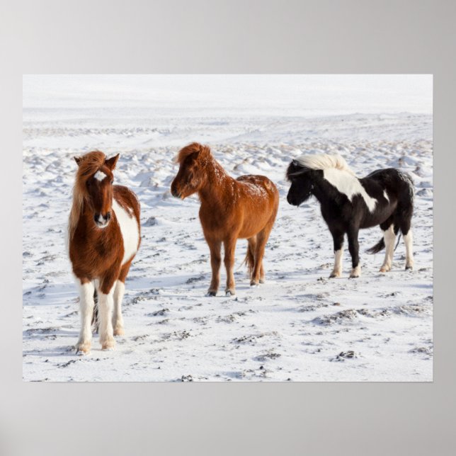 Póster Caballo islandés con pelaje típico de invierno (Frente)