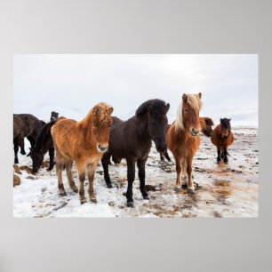 Póster Caballo islandés durante el invierno en Islandia