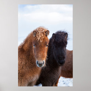 Póster Caballo islandés durante el invierno en Islandia