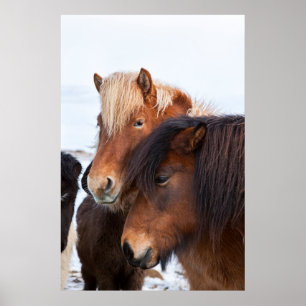 Póster Caballo islandés durante el invierno en Islandia 3