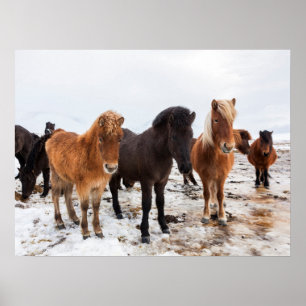 Póster Caballo Islandés Durante el Invierno Islandia