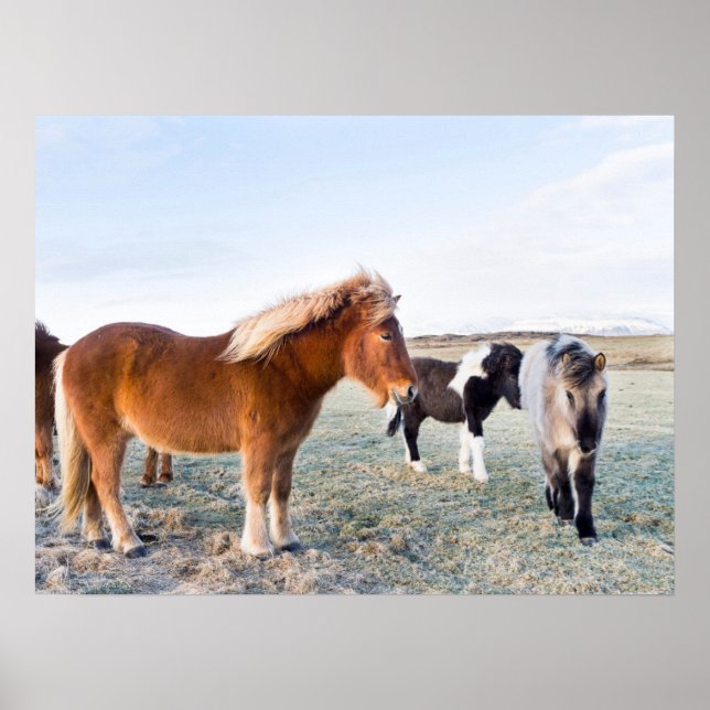 Póster Caballo islandés en invierno en Islandia (Frente)