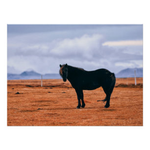 Póster Caballo islandés negro icónico