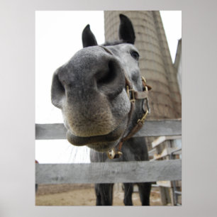 Póster Caballo Lindo de Cerca