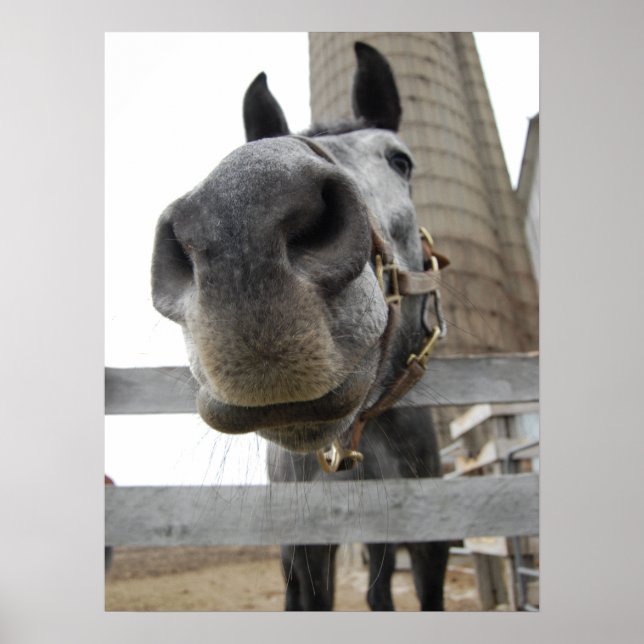 Póster Caballo Lindo de Cerca (Frente)