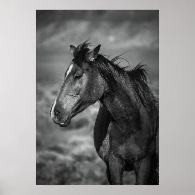 Póster caballo madre (Frente)