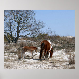 Póster Caballo madre y bebé en Assateague
