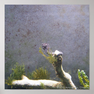 Póster Caballo marino