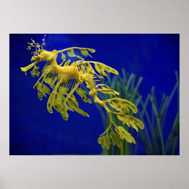 Póster Caballo marino (Frente)