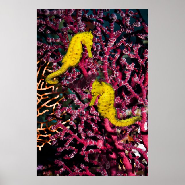 Póster Caballo marino común | Hippocampus Taeniopterus (Frente)