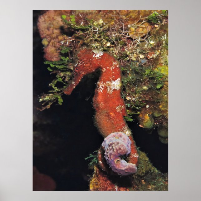 Póster Caballo marino rojo (Frente)