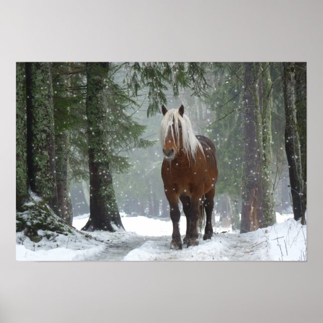 Póster Caballo marrón en un bosque de invierno con nieve  (Frente)