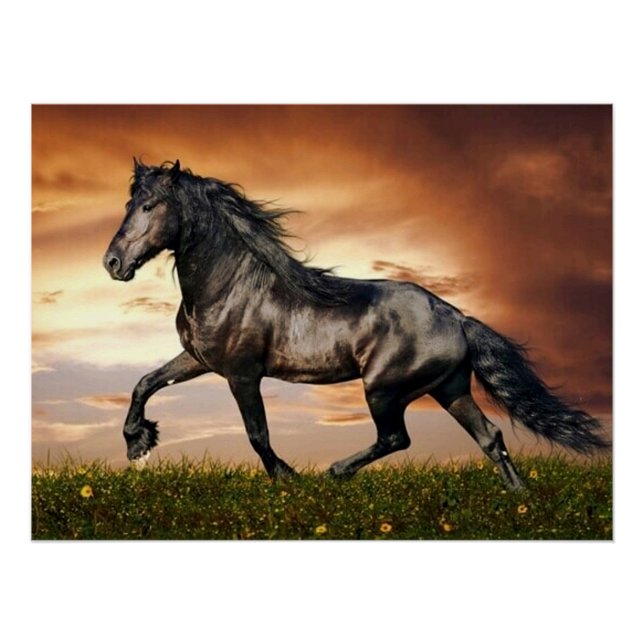 Póster caballo negro (Anverso)