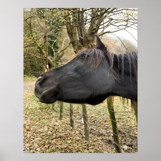 PÓSTER CABALLO NEGRO (Frente)