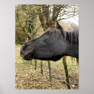PÓSTER CABALLO NEGRO