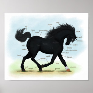Póster Caballo negro con gráfico de anatomía de estrella