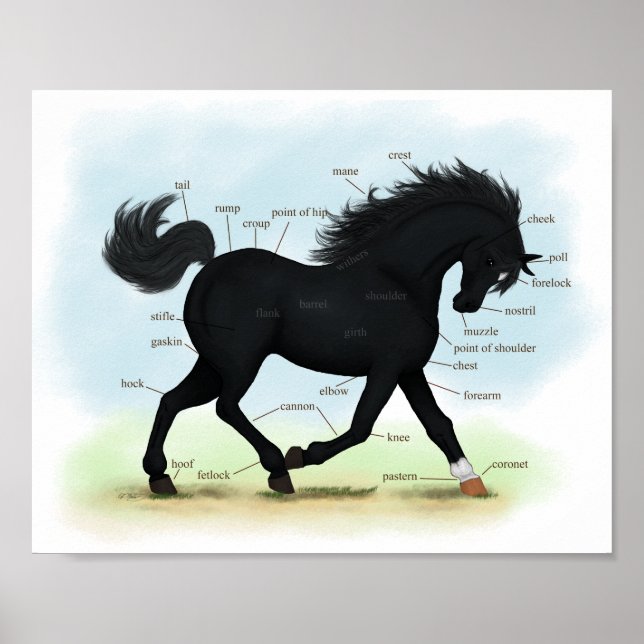 Póster Caballo negro con gráfico de anatomía de estrella  (Frente)