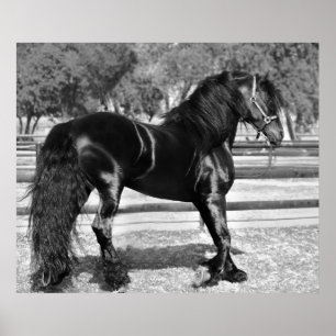 Póster Caballo negro del semental