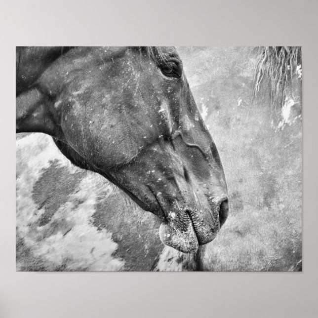 Póster Caballo Negro Y Blanco País Rústico Estilo Granja (Frente)