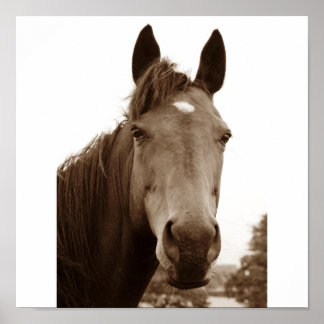 Póster Caballo Noble