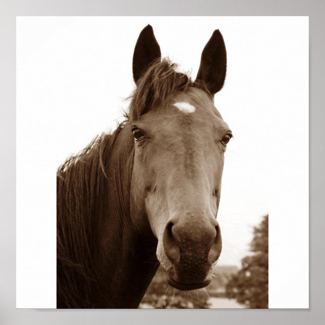 Póster Caballo Noble (Frente)