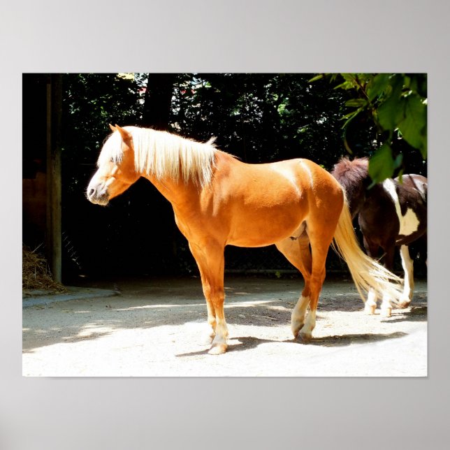 Póster Caballo palomino (Frente)