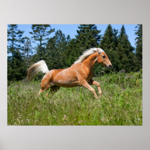 Póster Caballo Palomino corriendo por una pradera