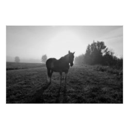 Póster Caballo Palomino Pinto en Sunrise Equine B&W Photo