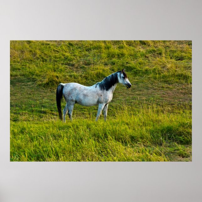 Póster Caballo Palouse, Colfax, Área de Palouse, Washingt (Frente)